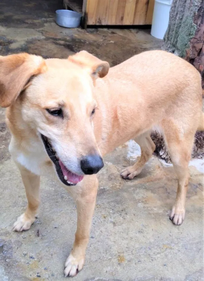 Cachorro ra a SRD-ViraLata idade 4 anos nome Jonhy 