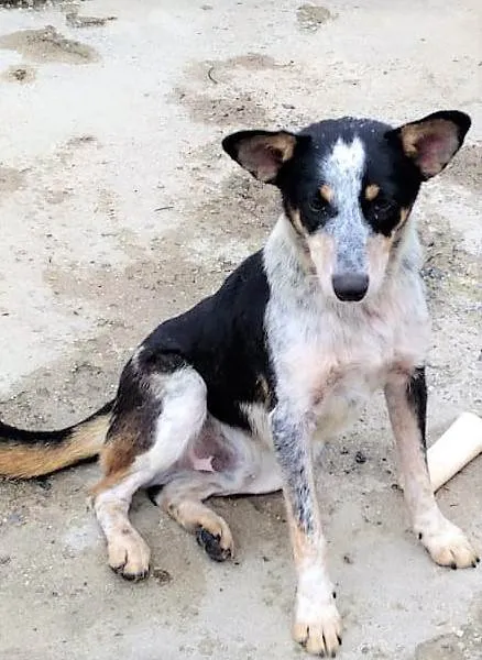 Cachorro ra a SRD-ViraLata idade 7 a 11 meses nome Kiko