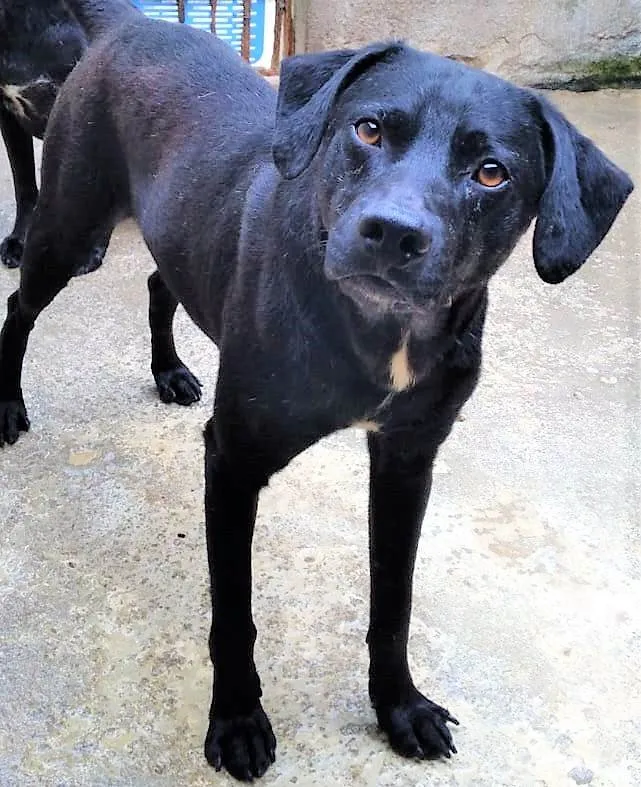 Cachorro ra a SRD-ViraLata idade 2 anos nome Lindoso 