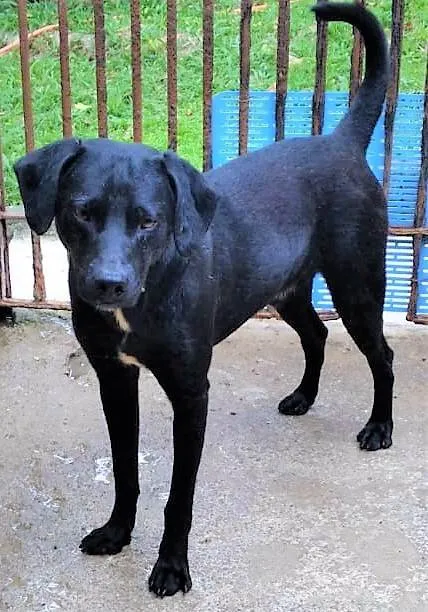 Cachorro ra a SRD-ViraLata idade 2 anos nome Lindoso 