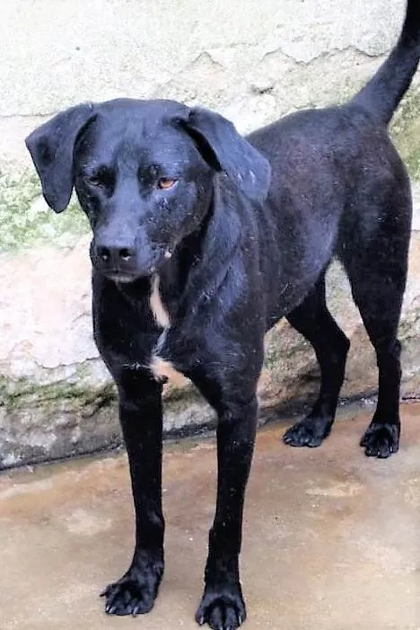 Cachorro ra a SRD-ViraLata idade 2 anos nome Lindoso 