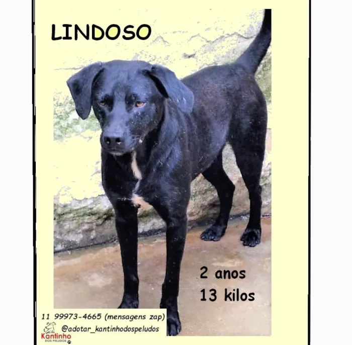 Cachorro ra a SRD-ViraLata idade 2 anos nome Lindoso 