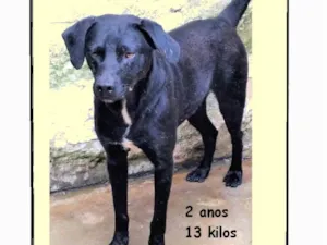 Cachorro raça SRD-ViraLata idade 2 anos nome Lindoso 