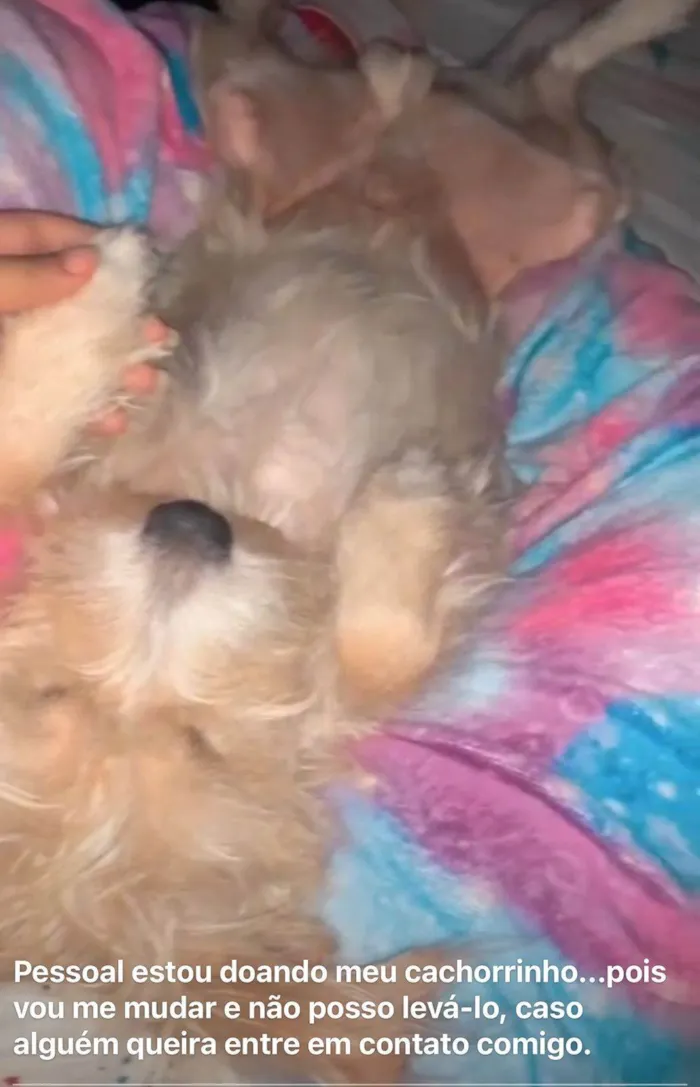 Cachorro ra a SRD-ViraLata idade 1 ano nome Dobby