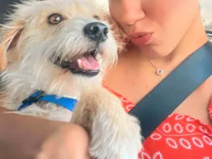 Cachorro raça SRD-ViraLata idade 1 ano nome Dobby