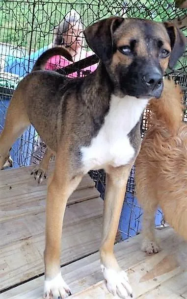 Cachorro ra a SRD-ViraLata idade 1 ano nome Luna