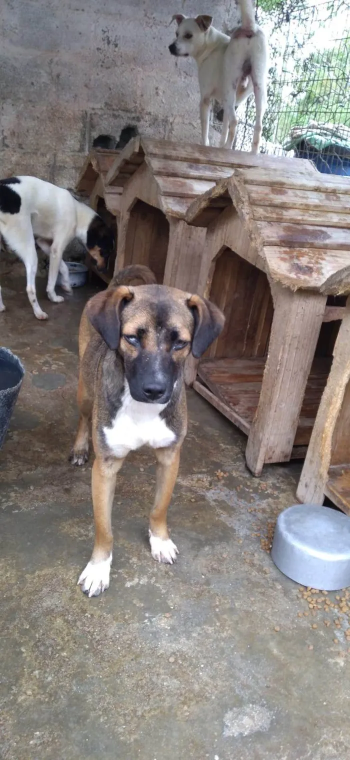 Cachorro ra a SRD-ViraLata idade 1 ano nome Luna