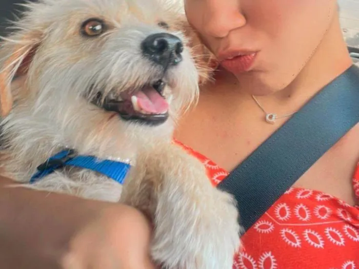 Cachorro raça SRD-ViraLata idade 1 ano nome Dobby