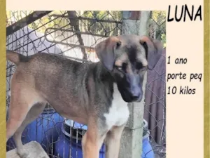 Cachorro raça SRD-ViraLata idade 1 ano nome Luna
