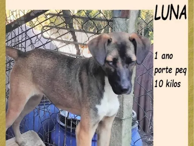 Cachorro ra a SRD-ViraLata idade 1 ano nome Luna