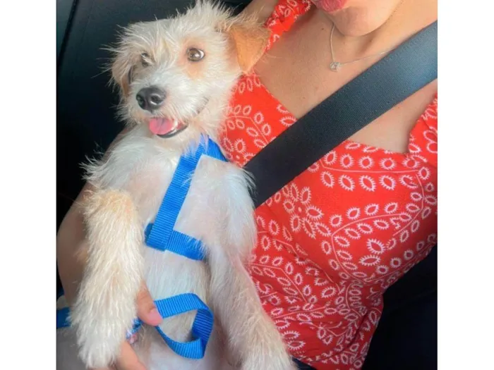 Cachorro ra a SRD-ViraLata idade 1 ano nome Dobby