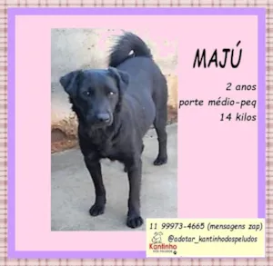 Cachorro raça SRD-ViraLata idade 2 anos nome Majú 