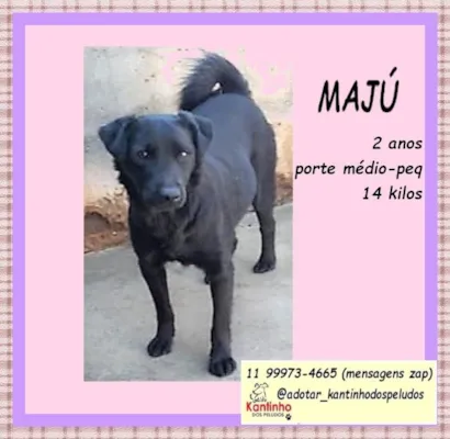 Cachorro raça SRD-ViraLata idade 2 anos nome Majú 