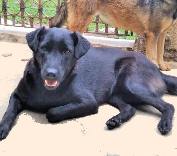 Cachorro ra a SRD-ViraLata idade 2 anos nome Majú 