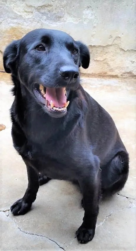 Cachorro ra a SRD-ViraLata idade 2 anos nome Majú 