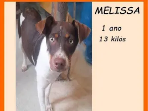 Cachorro raça SRD-ViraLata idade 1 ano nome Melissa