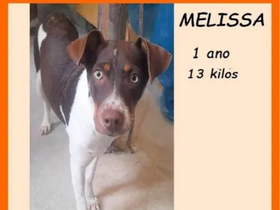 Cachorro raça SRD-ViraLata idade 1 ano nome Melissa