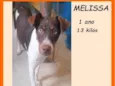 Melissa