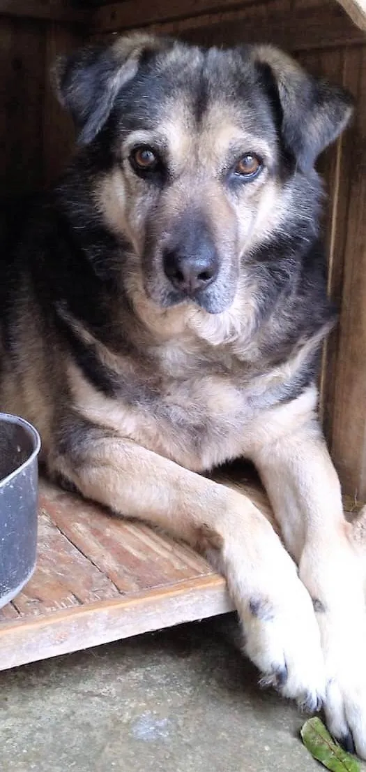 Cachorro ra a SRD-ViraLata idade 6 ou mais anos nome Palhacinho 