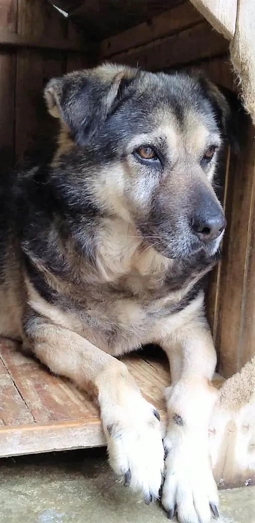 Cachorro ra a SRD-ViraLata idade 6 ou mais anos nome Palhacinho 