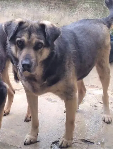 Cachorro ra a SRD-ViraLata idade 6 ou mais anos nome Palhacinho 