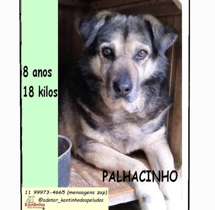 Cachorro ra a SRD-ViraLata idade 6 ou mais anos nome Palhacinho 