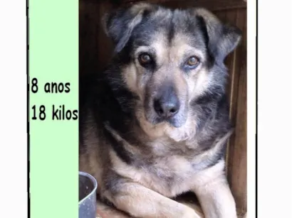 Cachorro raça SRD-ViraLata idade 6 ou mais anos nome Palhacinho 