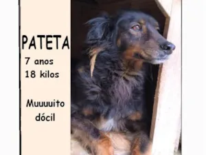 Cachorro raça SRD-ViraLata idade 6 ou mais anos nome Pateta