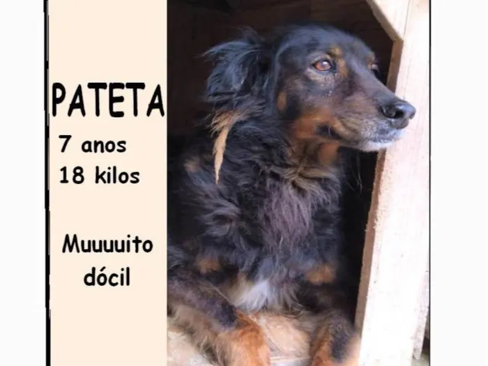 Cachorro ra a SRD-ViraLata idade 6 ou mais anos nome Pateta