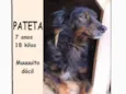 Pateta