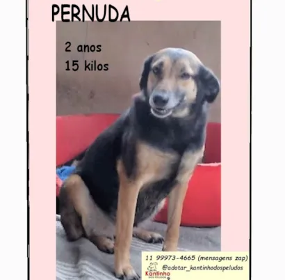 Cachorro raça SRD-ViraLata idade 2 anos nome Pernuda