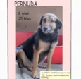 Pernuda