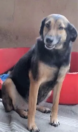 Cachorro ra a SRD-ViraLata idade 2 anos nome Pernuda