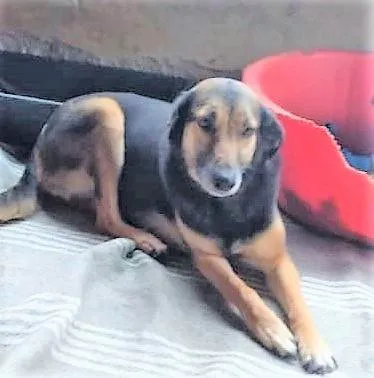 Cachorro ra a SRD-ViraLata idade 2 anos nome Pernuda