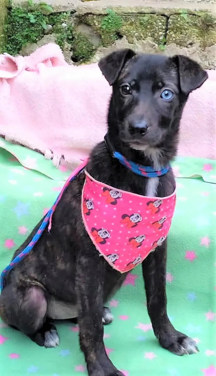 Cachorro ra a SRD-ViraLata idade 2 a 6 meses nome Theodora 