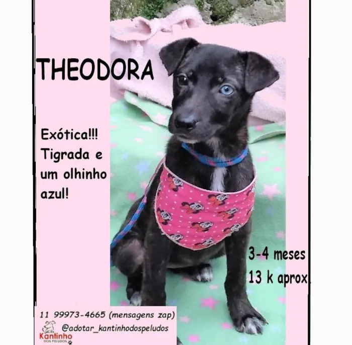 Cachorro ra a SRD-ViraLata idade 2 a 6 meses nome Theodora 