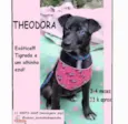 Theodora