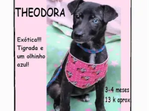 Cachorro raça SRD-ViraLata idade 2 a 6 meses nome Theodora 