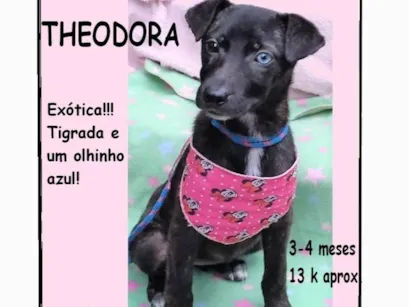 Cachorro raça SRD-ViraLata idade 2 a 6 meses nome Theodora 
