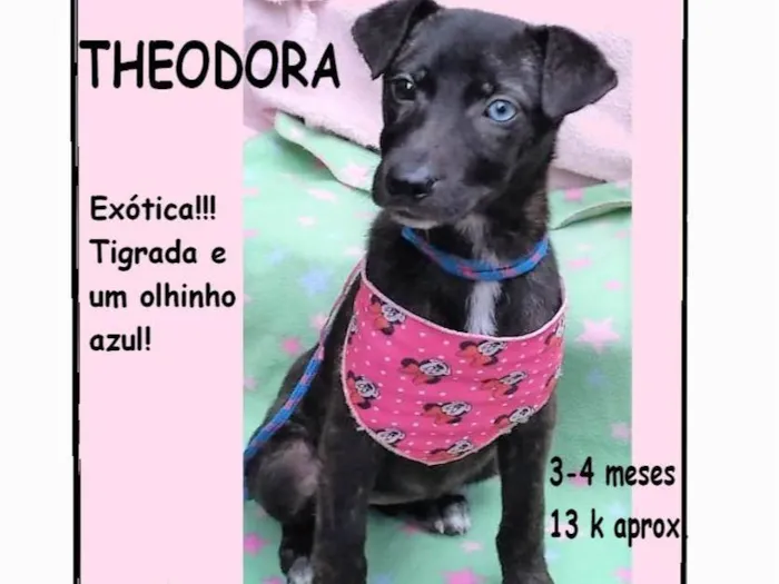 Cachorro ra a SRD-ViraLata idade 2 a 6 meses nome Theodora 