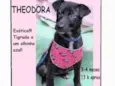 Theodora