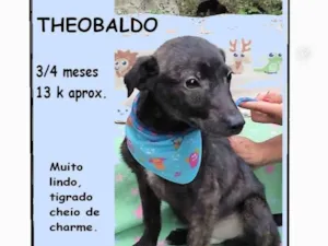 Cachorro raça SRD-ViraLata idade 2 a 6 meses nome Theobaldo 