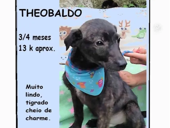 Cachorro ra a SRD-ViraLata idade 2 a 6 meses nome Theobaldo 