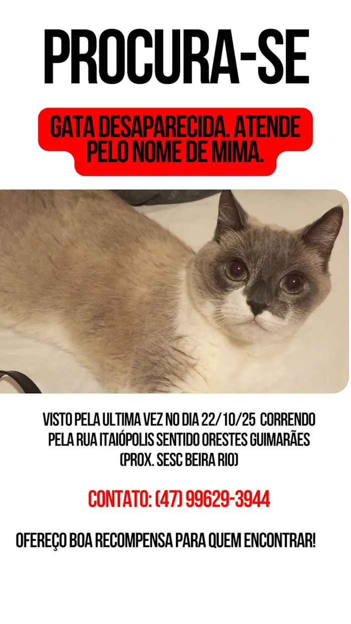 Gato ra a Siamês idade 6 ou mais anos nome Procuro a minha gata, nome: Mima