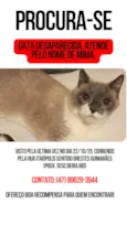 Procuro a minha gata, nome: Mima