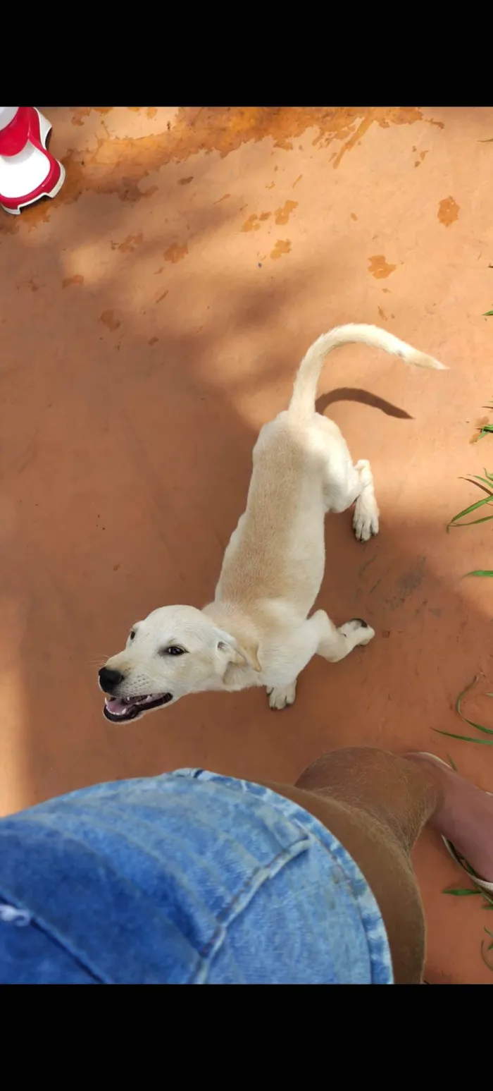 Cachorro ra a SRD-ViraLata idade 2 a 6 meses nome Scott 