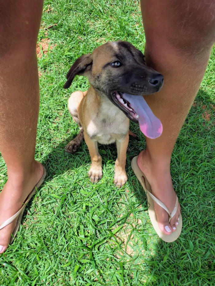 Cachorro ra a SRD-ViraLata idade 2 a 6 meses nome Scott 