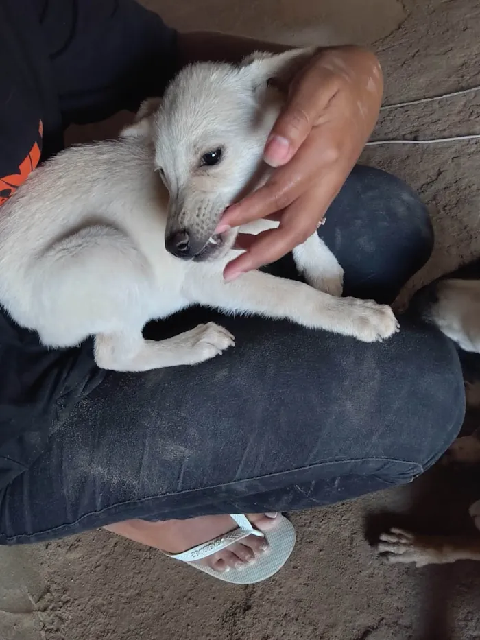 Cachorro ra a SRD-ViraLata idade 2 a 6 meses nome Scott 