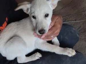 Cachorro raça SRD-ViraLata idade 2 a 6 meses nome Scott 