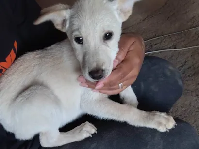 Cachorro raça SRD-ViraLata idade 2 a 6 meses nome Scott 